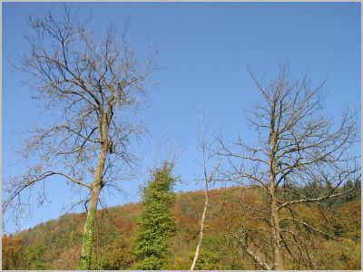 Originalgrsse kann bestellt werden. Mail to info@andreas-huber.ch